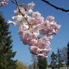 5038838004377 1 Prunus Accolade 12l.JPG